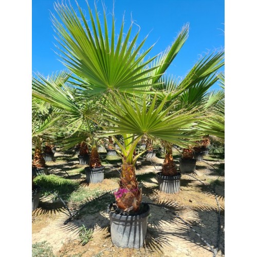 Washingtonia robusta 45 lt -5º/-8º